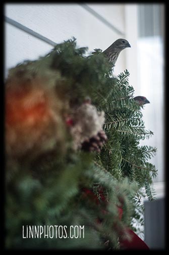 wreathwithfinches